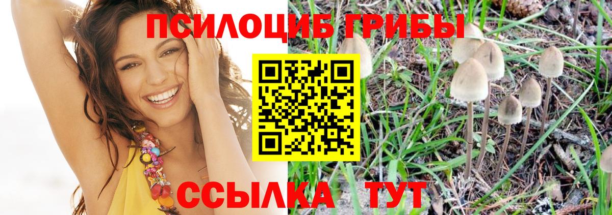 Псилоцибиновые грибы Psilocybe Санкт-Петербург