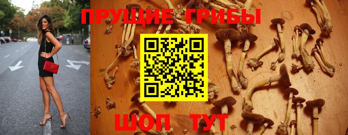 Санкт-Петербург  Галлюциногенные грибы GOLDEN TEACHER  Вход с VPN 
